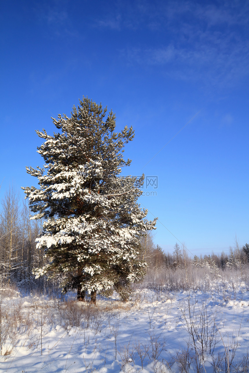冬季风景孤独住宅地形森林针叶蓝色天空水晶桦木城市图片