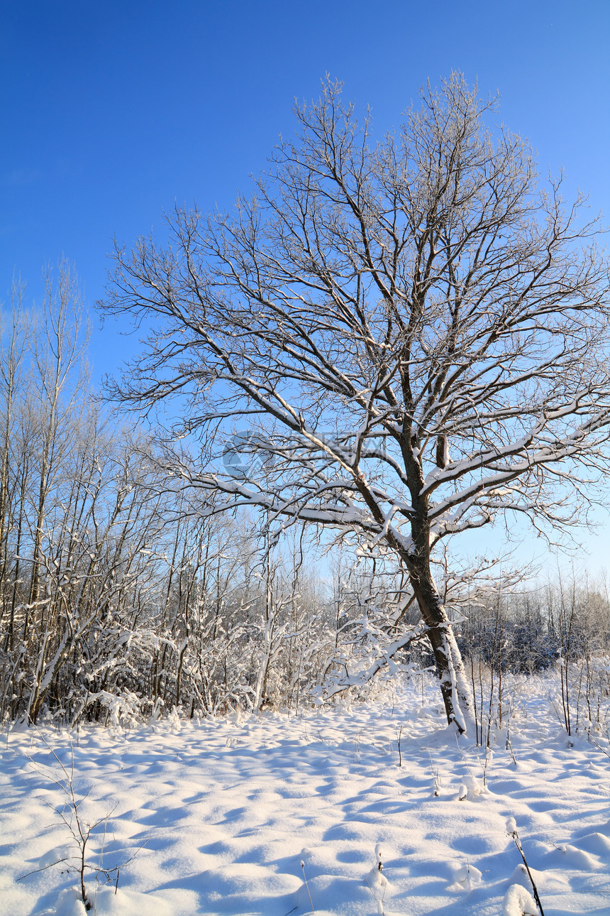 冬田雪中的橡树图片