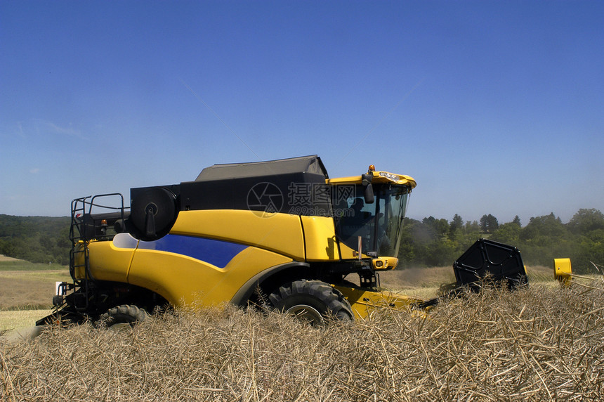椰枣的收成生产谷物农业黄色场地收获机械生长机器蔬菜图片