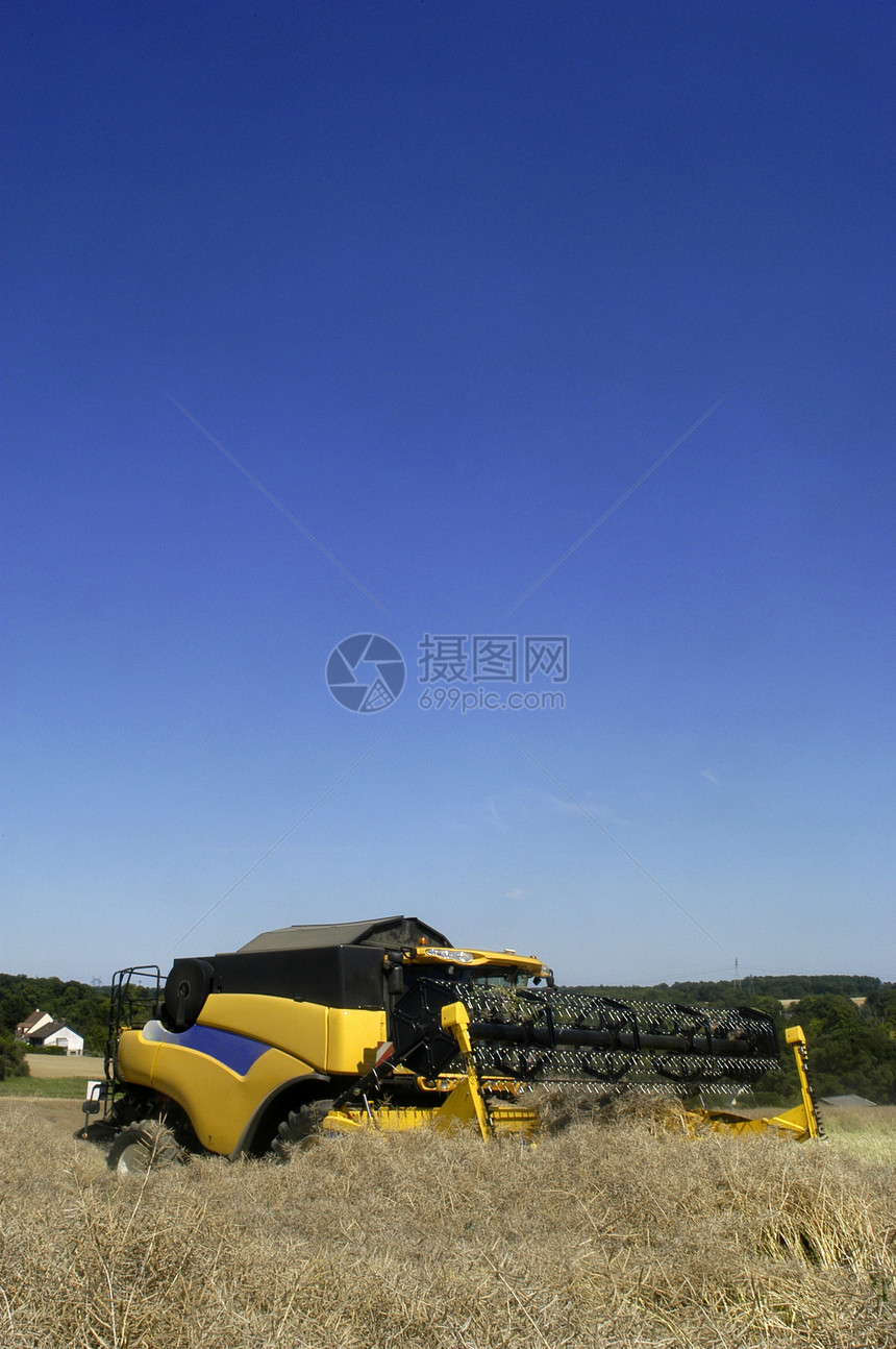 椰枣的收成黄色生长生产拖拉机农场谷物机器蔬菜粮食场地图片