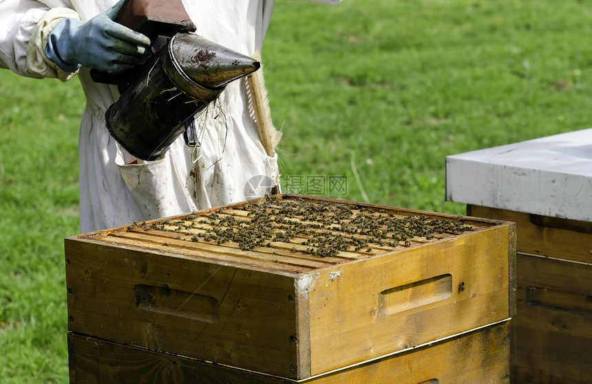 保管人乡村农场蜂蜜梳子漏洞蜂蜡框架国家养蜂业养蜂人图片