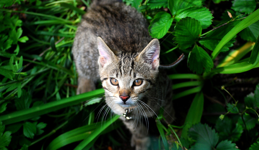 青猫在草地上图片