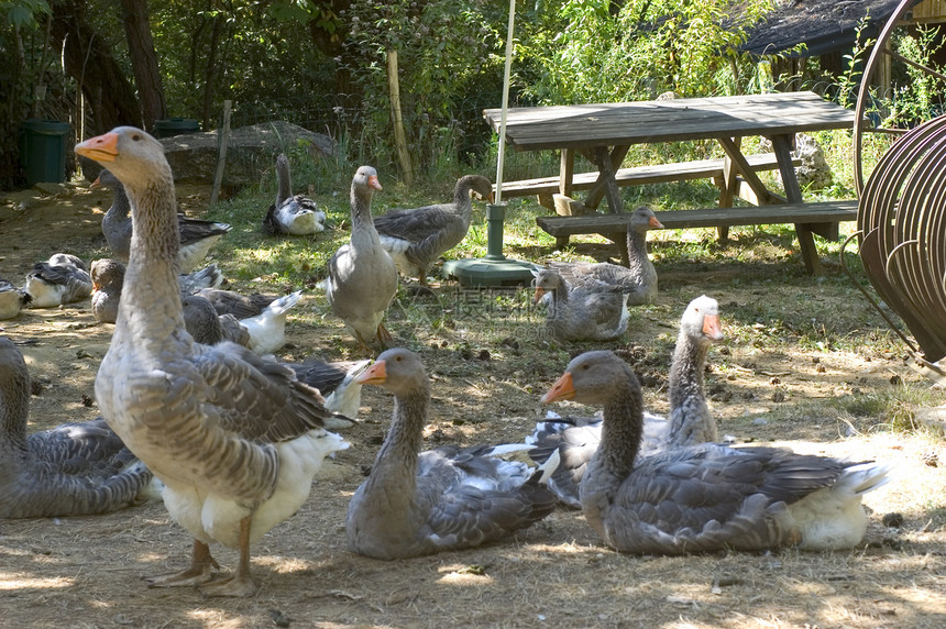 鹅繁殖动物羽毛地区性农村公司乡下人配种工作家禽鹅肝图片