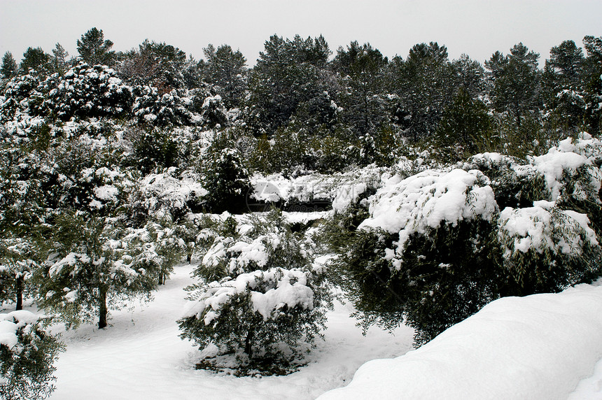 积雪下的加德风景纸质地毯树木白色绝缘农村气象橄榄树天气气候图片