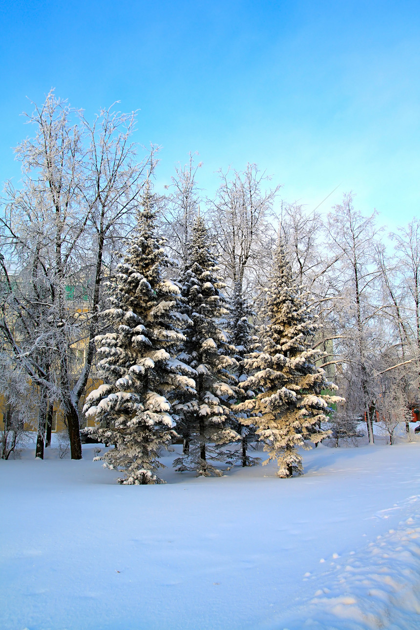 在公园的树上地平线森林阳光雾凇雪橇天际全景气候冰柱粉末图片