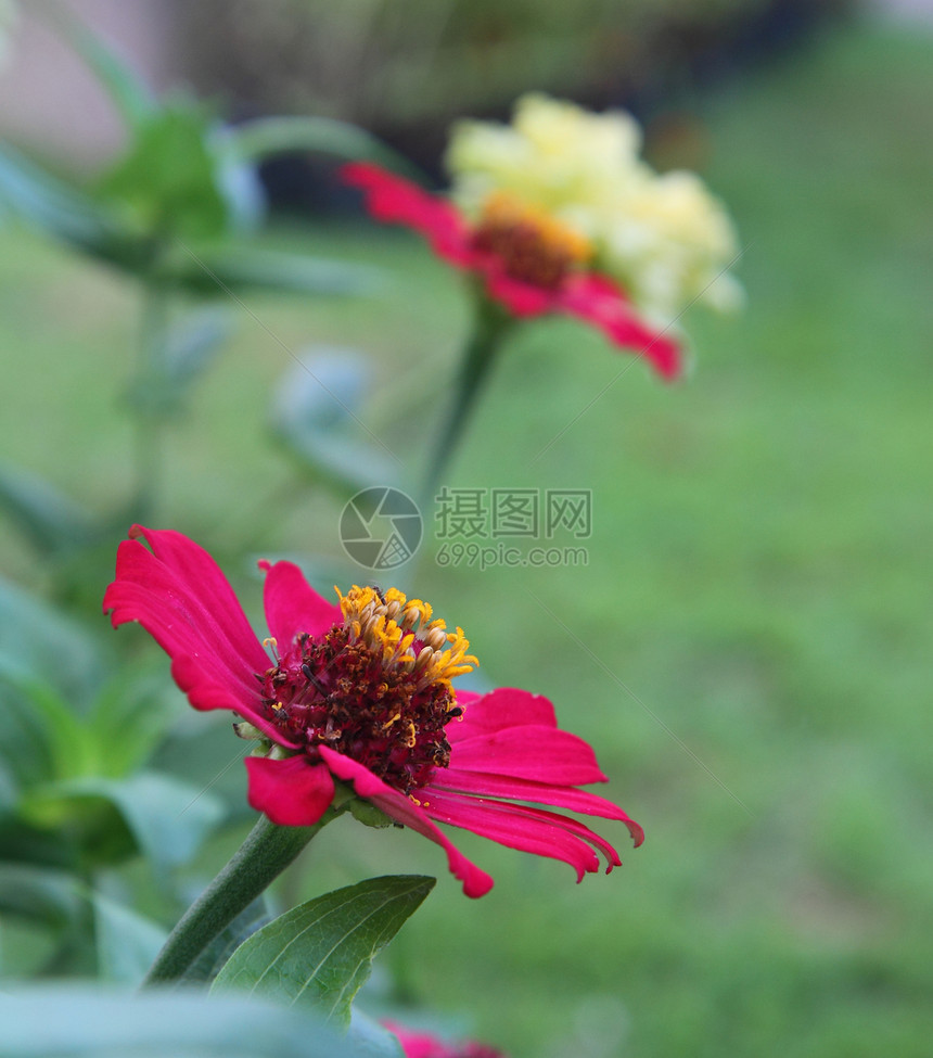 辛尼亚花院子园艺季节明信片叶子花粉花园花束植物群美丽图片