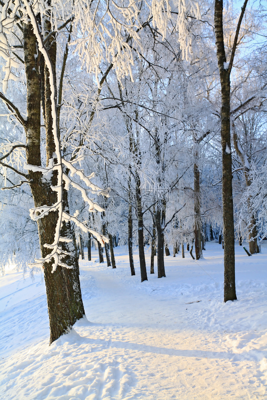 在公园的树上季节雪橇城市全景仙境阳光冰柱粉末天空天际图片
