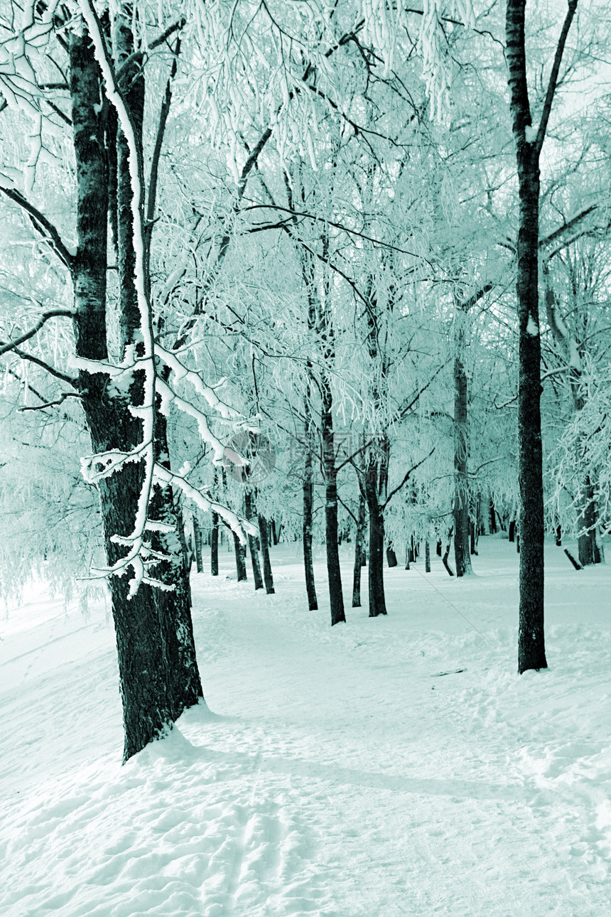 在公园的树上地平线水晶气象风景森林车道雪橇冰柱树木阳光图片