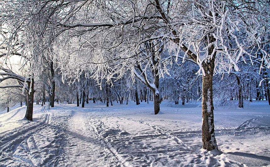 在公园的树上地平线冰柱气象天际下雪全景风景仙境森林天空图片