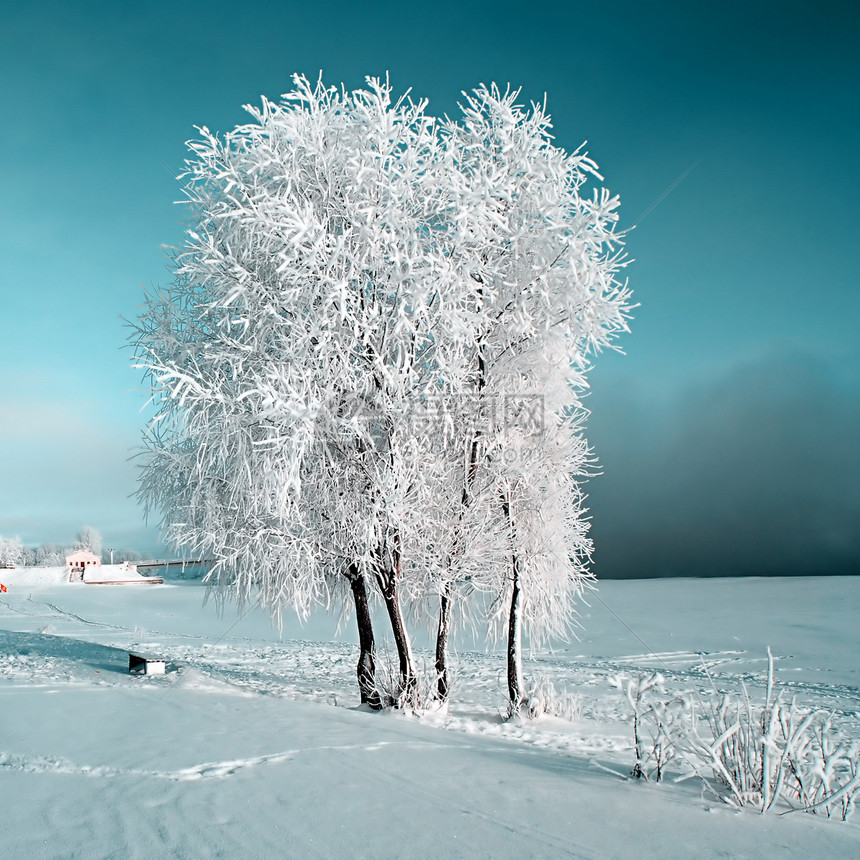 雪树下积雪气象下雪天气阳光树木太阳水晶天际冰柱仙境图片
