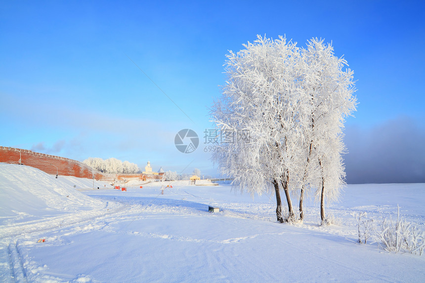 雪树下积雪蓝色气象地平线水晶冰柱树木雪橇森林全景太阳图片