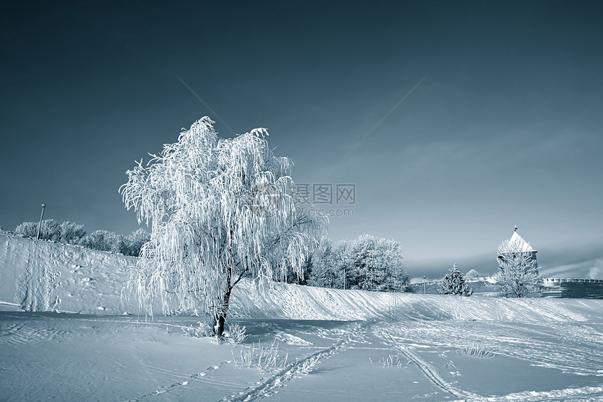 雪树下积雪冰柱天际季节粉末阳光全景森林气象树木雪橇图片