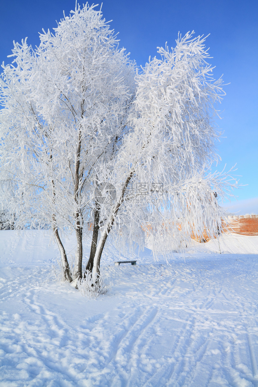 雪树下积雪阳光树木天际全景天空太阳冰柱下雪地平线仙境图片