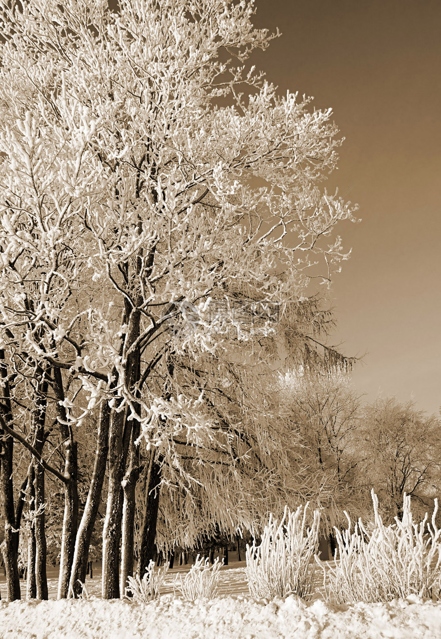 雪树下积雪树木风景气象仙境森林冰柱季节雪橇粉末天空图片