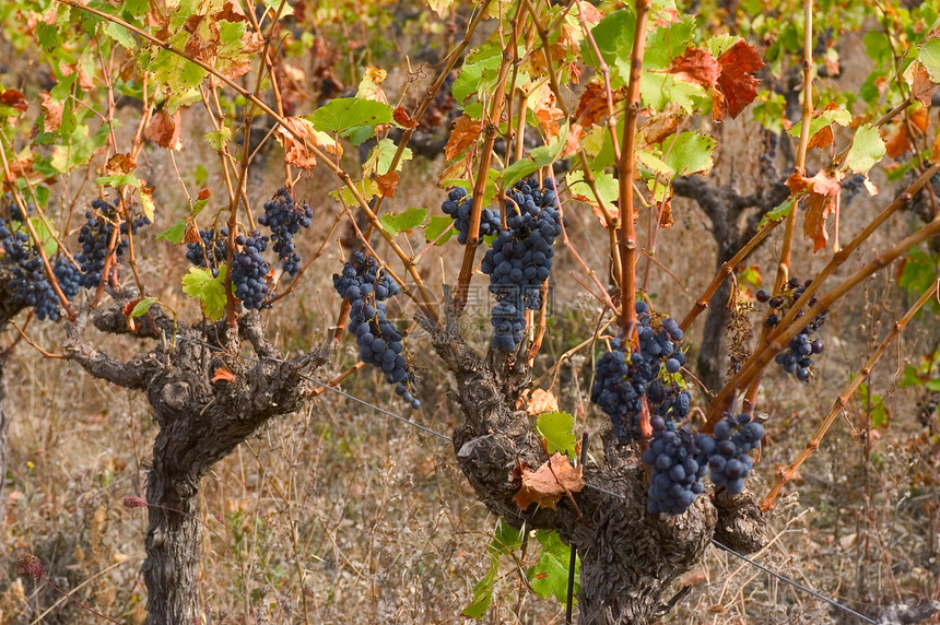 秋天的藤树季节乡村葡萄园酒厂水果农业季节性农场植物图片