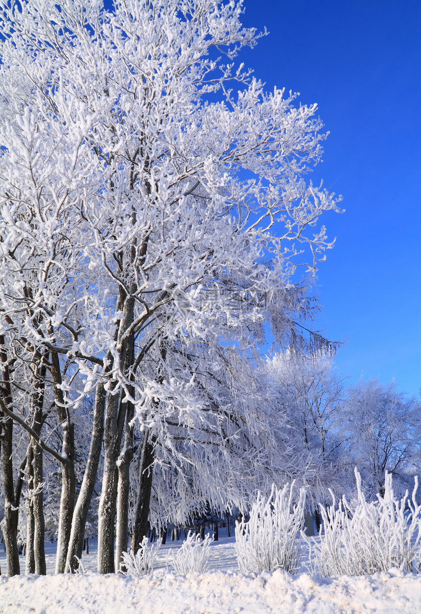 雪树下积雪天际地平线风景气象水晶季节天气阳光树木森林图片