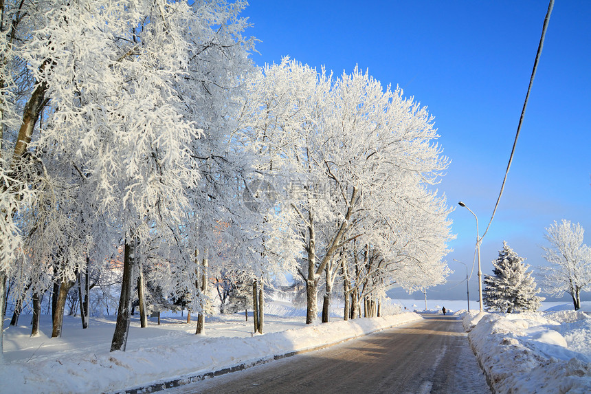 雪树下积雪天空雪橇地平线森林天际仙境阳光树木下雪天气图片