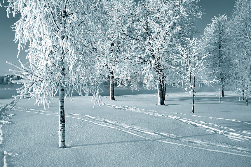 雪树下积雪树木粉末天气全景阳光雪橇森林地平线仙境天际图片