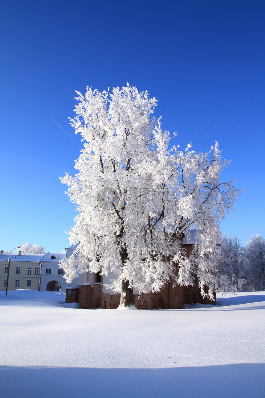 雪树下积雪季节阳光气象森林仙境树木地平线冰柱雪橇下雪图片