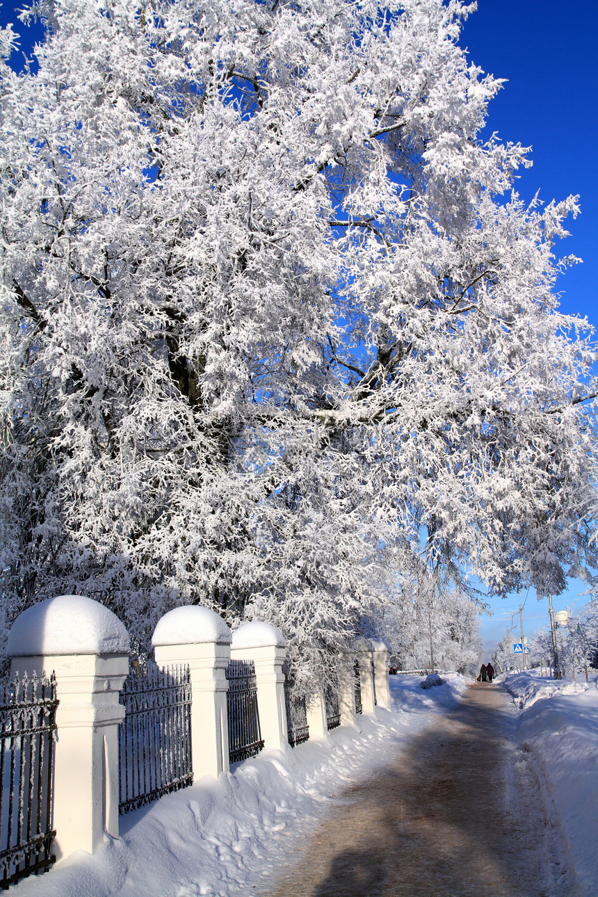 雪树下积雪粉末阳光车道树木风景下雪仙境天际全景天气图片