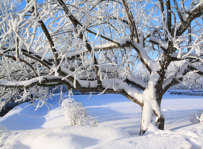 雪树下积雪冰柱仙境粉末天气天际树木风景全景森林季节图片