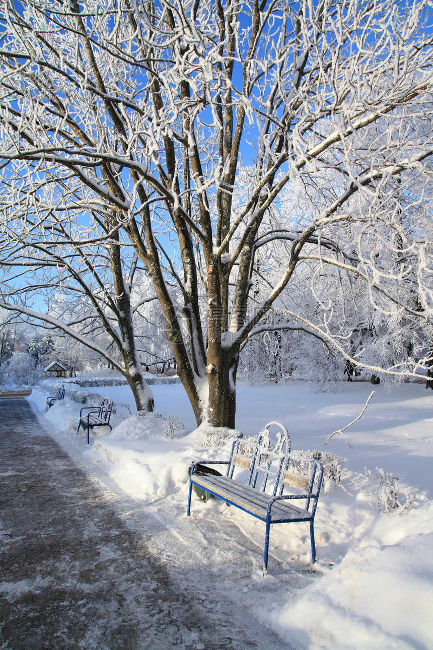 冬季公园装饰板风景树木森林松树季节寂寞车道桌子暴风雪脚印图片
