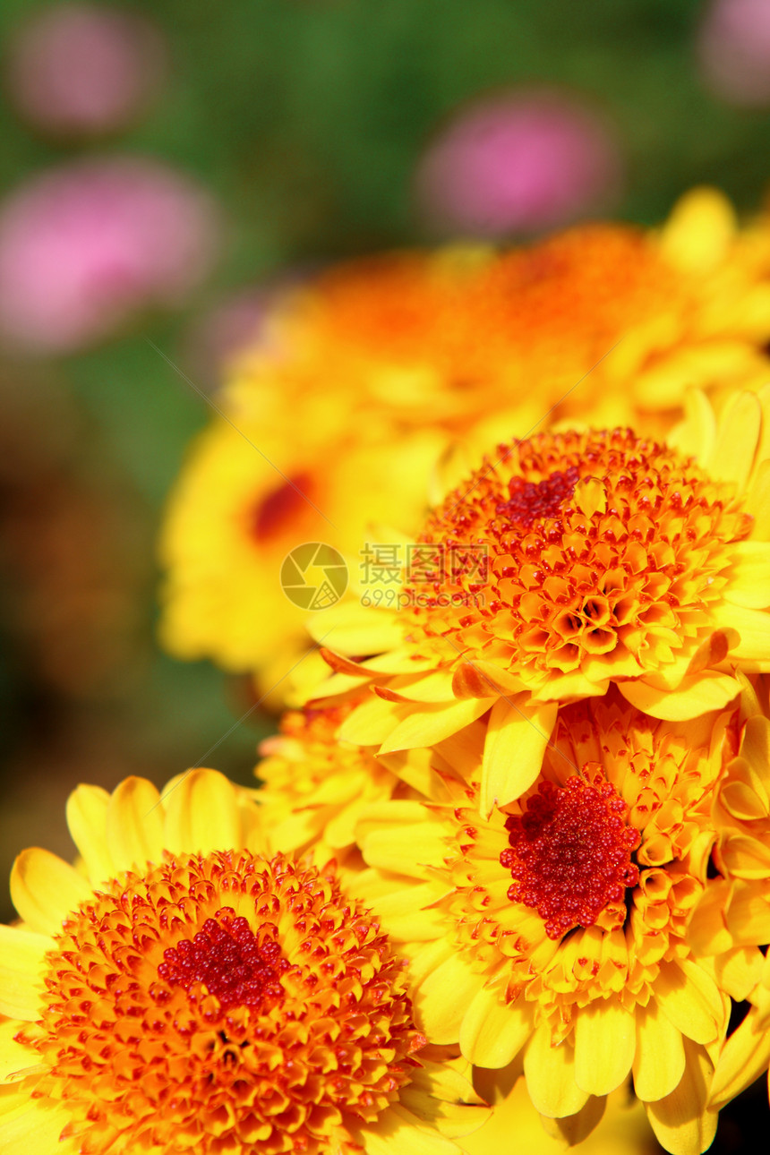 黄黄色花朵种子圆圈灌木美丽晴天雄蕊树叶花园植物花粉图片