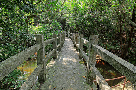 森林的桥梁池塘艺术建筑学建筑阴影石头旅行岩石溪流植物图片