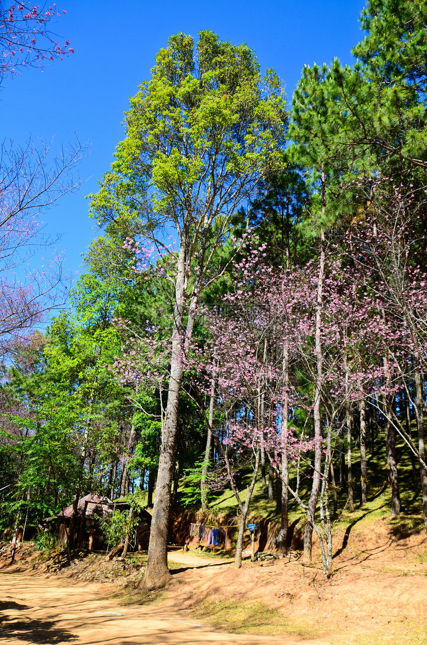 秋天森林中多彩的树木丛林公园季节风景阳光娱乐晴天环境植物农村图片