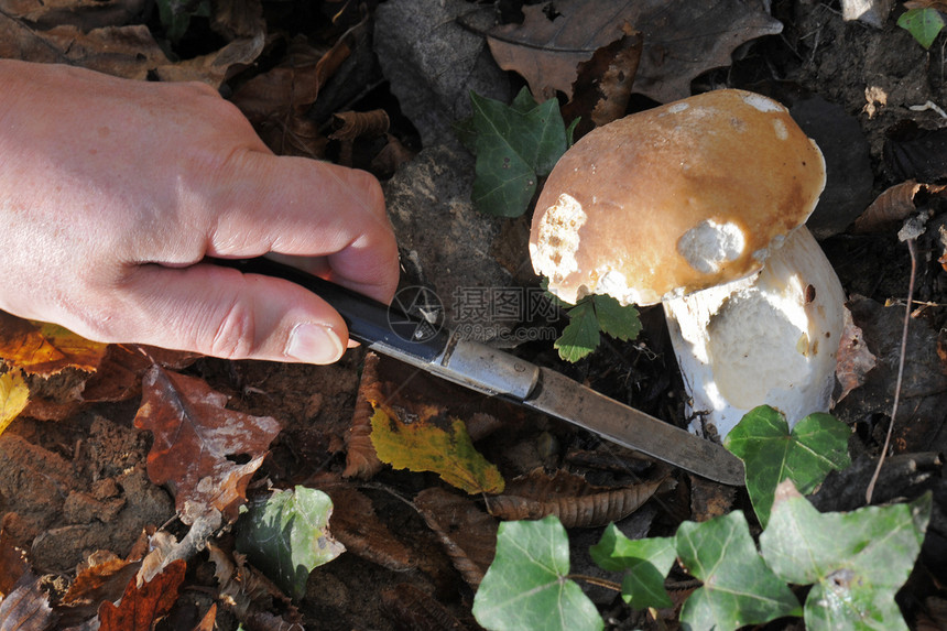 采摘蘑菇树木美食人类孢子雨后春笋小刀枯叶食用菌食物森林图片
