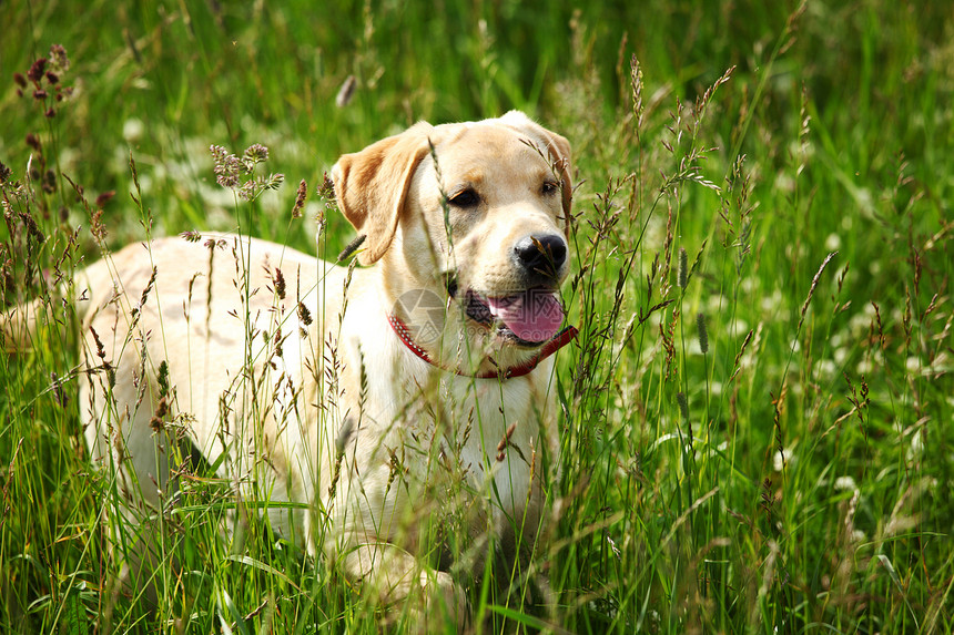 在草地上玩狗奶油感情犬类动物男人朋友们猎犬牧羊人宠物毛皮图片