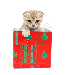 星星与小猫礼品盒中的猫生日宠物惊喜兽医猫咪盒子星星动物毛皮小猫背景