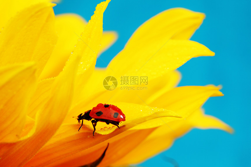 向日葵上拉虫环境甲虫橙子场地草地花瓣太阳昆虫生物学晴天图片