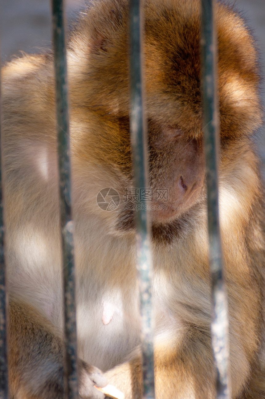 囚犯猕猴俘虏野生动物悲伤动物酒吧哺乳动物巴巴灵长类监狱图片