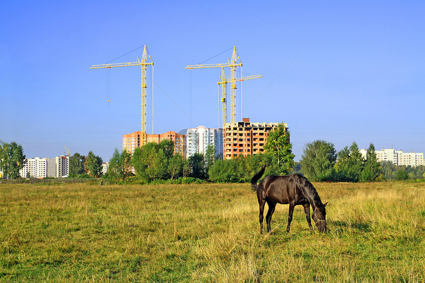 在草地上对新建筑进行放牧阳光城市土地跑步摄影风景动物家畜尾巴地平线图片
