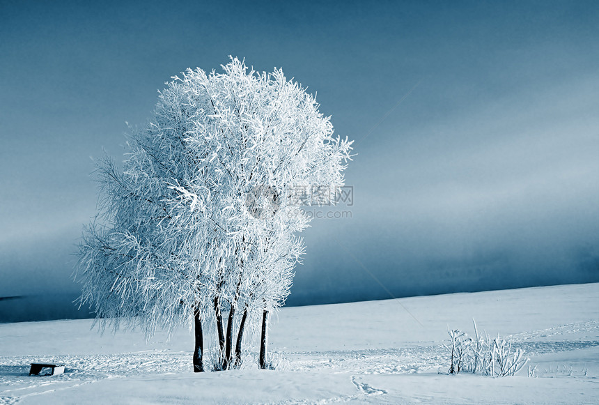 雪树下积雪雪橇天气蓝色树木地平线阳光季节下雪森林粉末图片
