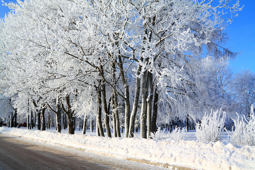 雪树下积雪仙境地平线季节天空森林天气天际树木阳光冰柱图片