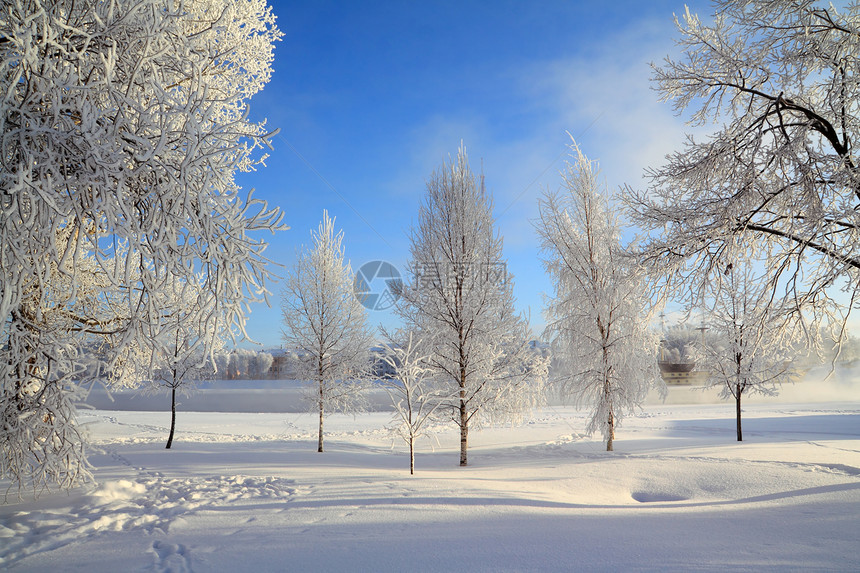 雪树下积雪粉末天际阳光森林仙境地平线天空雪橇季节水晶图片