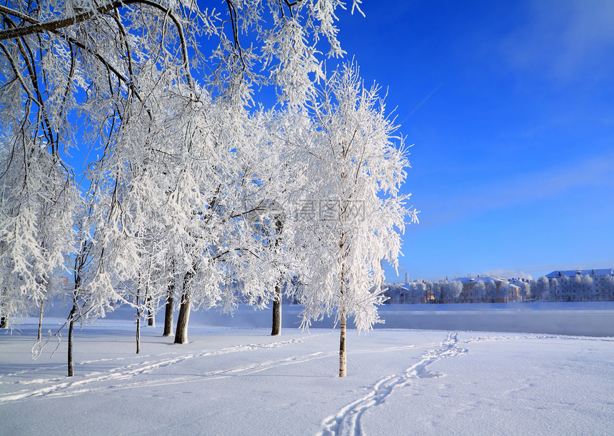 雪树下积雪树木仙境天气森林地平线阳光风景气象天空冰柱图片