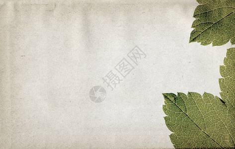 莎草下垂绿叶自然老的高清图片