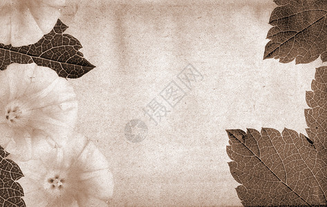 褐色植物框架条件背景笔记床单棕褐色磨损纸板裂缝羊皮纸莎草扫描植物背景