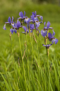 虹叶子鸢尾植物紫色花瓣绿色植物背景图片