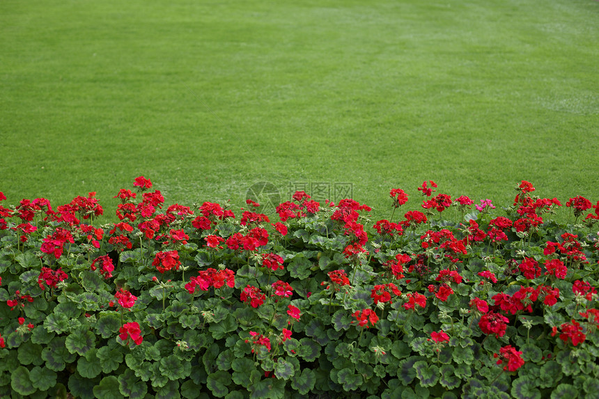 含红的草原花园红色花朵作品绿色图片