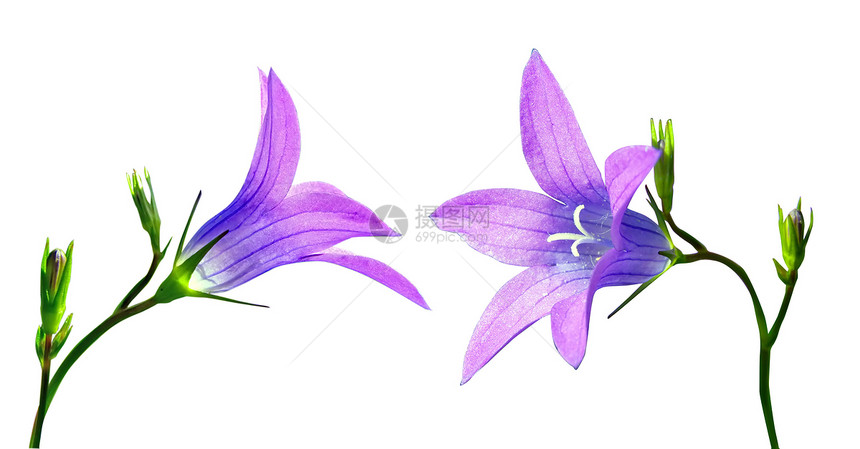 野营绿色花朵紫丁香紫色美丽植物阳光照射光合作用场地花瓣图片