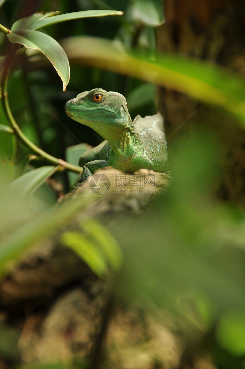 绿蜥蜴在丛林中看着你图片