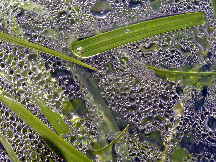 塑料包装袋中的药草植物群床单气候环境草本植物叶子洪水飞溅玻璃纸镜头图片