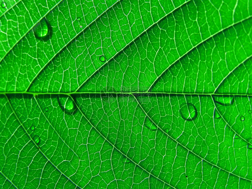 工作表树叶子静脉情调生长阴影网格花园光合作用植物学森林图片
