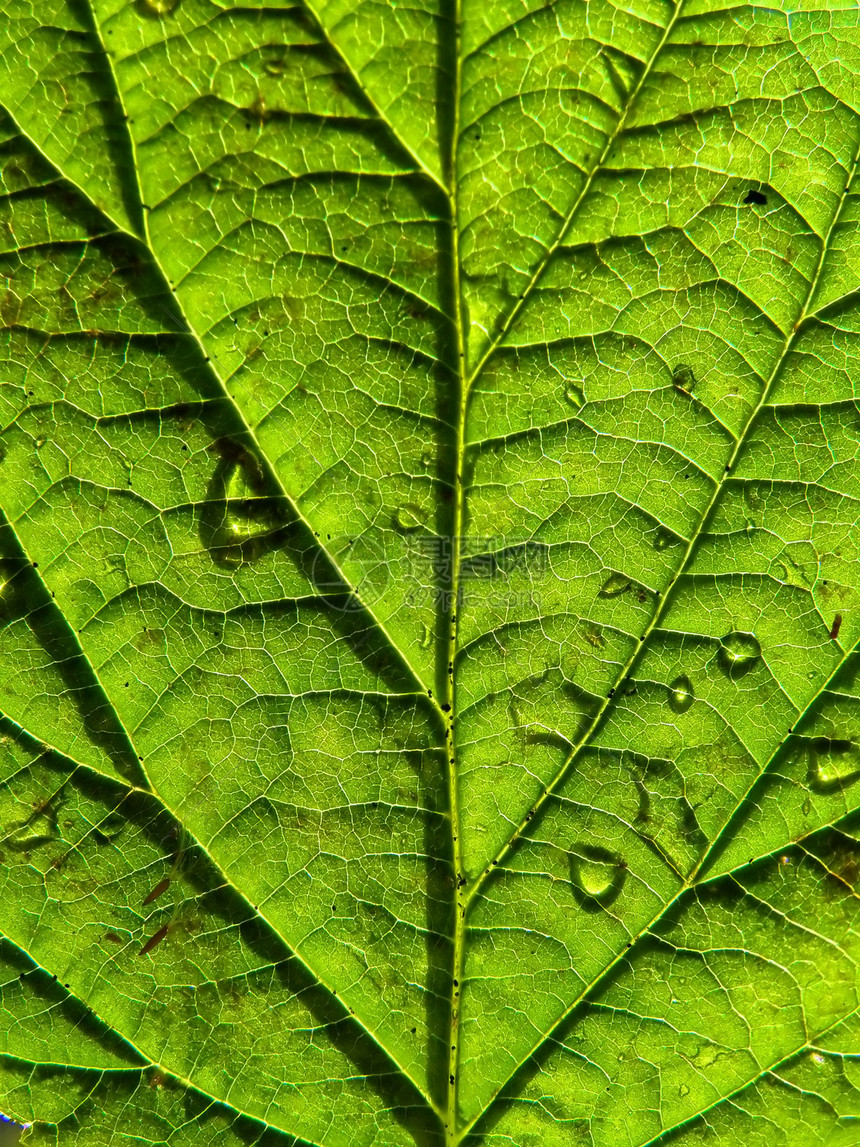工作表树叶子桦木宏观植物异国情调植物学花园草本植物光合作用图片