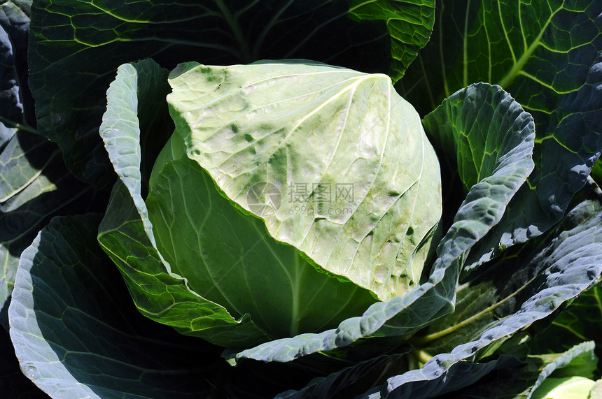 芹菜白菜叶子农业土壤维生素植物温室幼苗沙拉美食种子图片