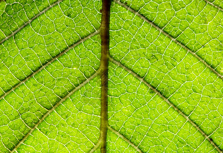 叶叶结构环境光合作用生态叶子脉络生活绿色植物群生长宏观背景图片